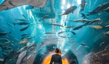 Dubai Aquarium & Underwater Zoo