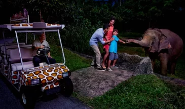 nigh-safari-adventurer