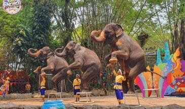 bangkok-safari-world-marine-park-with-lunch-and-transfer